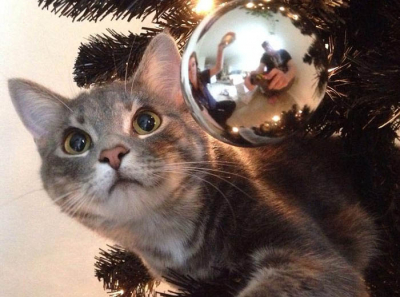 Новогодний кот