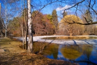 А.Степанов. Дорогие мои хомяки...
